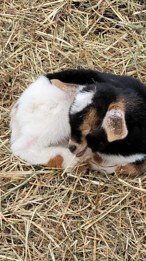 Snuggle with baby goats, lambs and bunnies