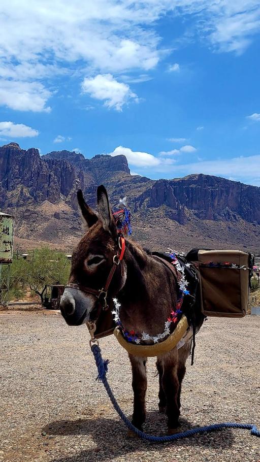 Interact and walk with donkeys in sight of the Superstitions
