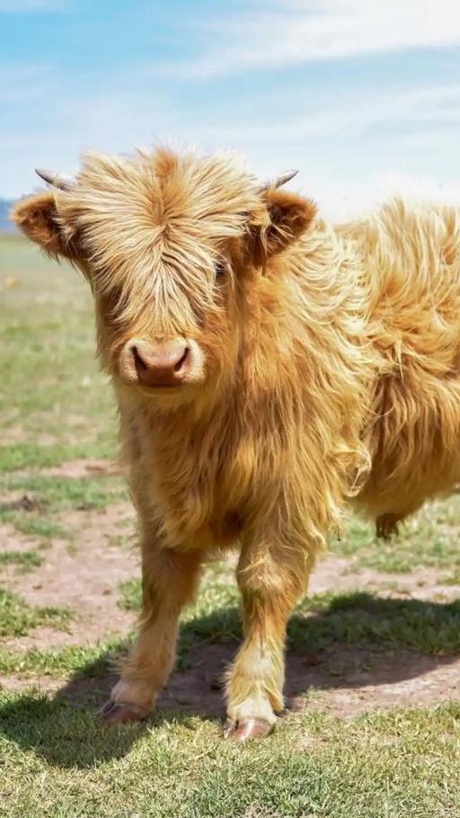 Smell like a Cow-Miniature Highland cows and farm animals