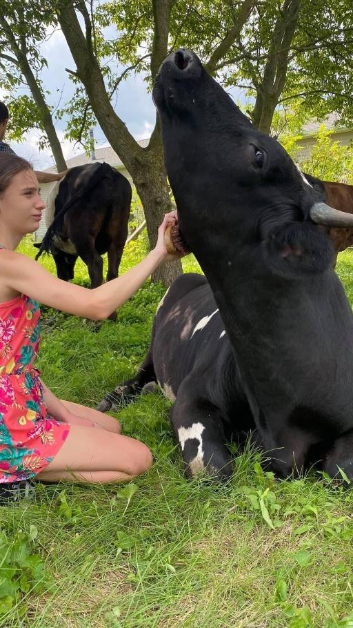 Cow Cuddles, a Bovine Therapy