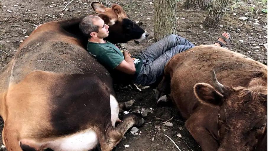 Cow Cuddles, a Bovine Therapy