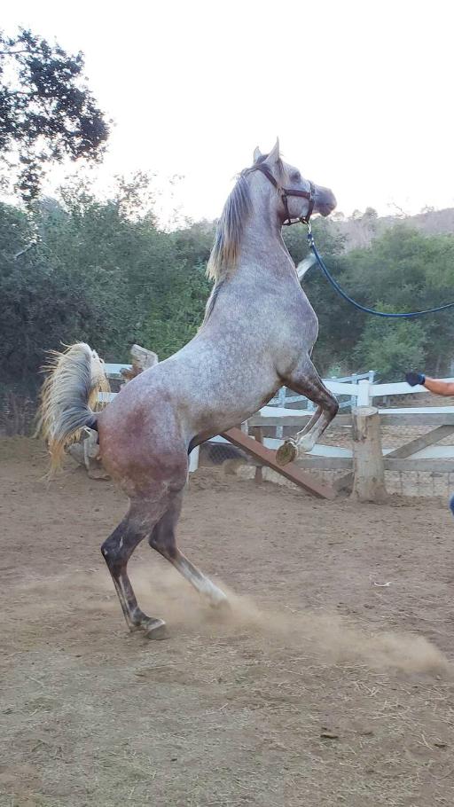 Arabian Horse Experience