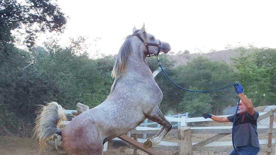 Arabian Horse Experience