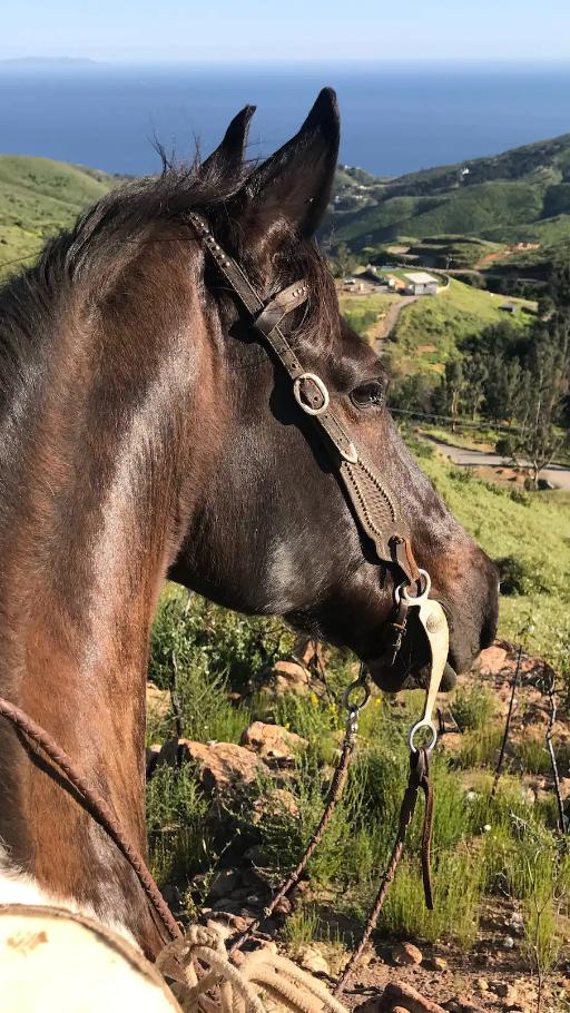 Private Malibu Horseback Ride - Epic Ocean & Mountain Views