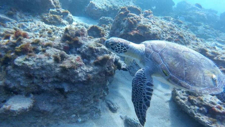 Snorkel Florida's Reef w Fish, Coral, Turtles & Manta Rays