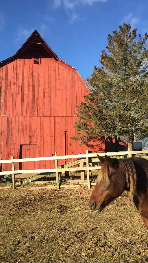 Bond with Rescue Horses in need of TLC