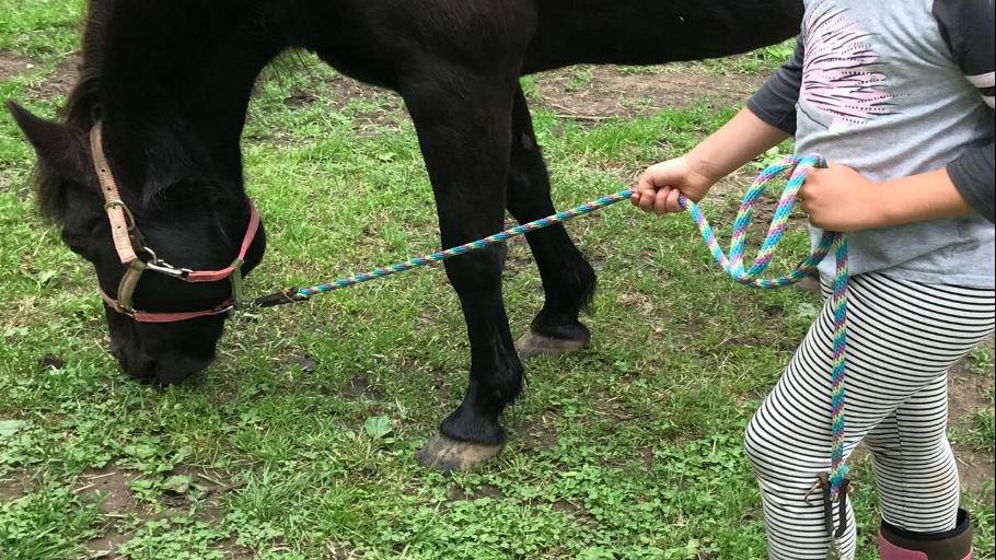 Bond with Rescue Horses in need of TLC