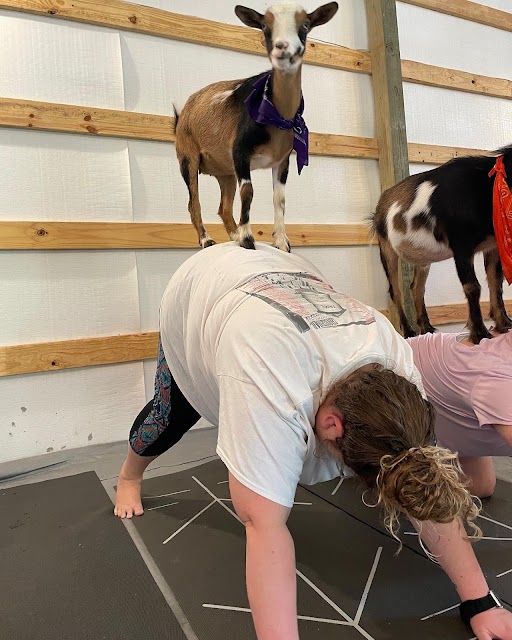 Outdoor yoga and goat encounter at Nashville area