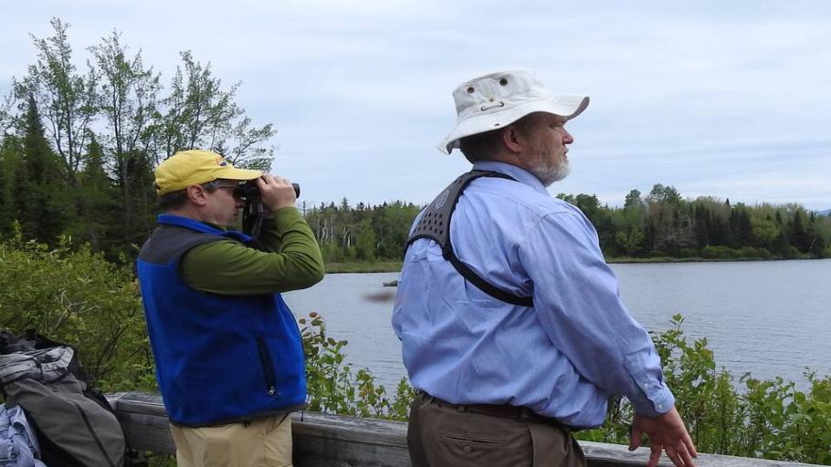 Birdwatching in the Mount Washington Valley