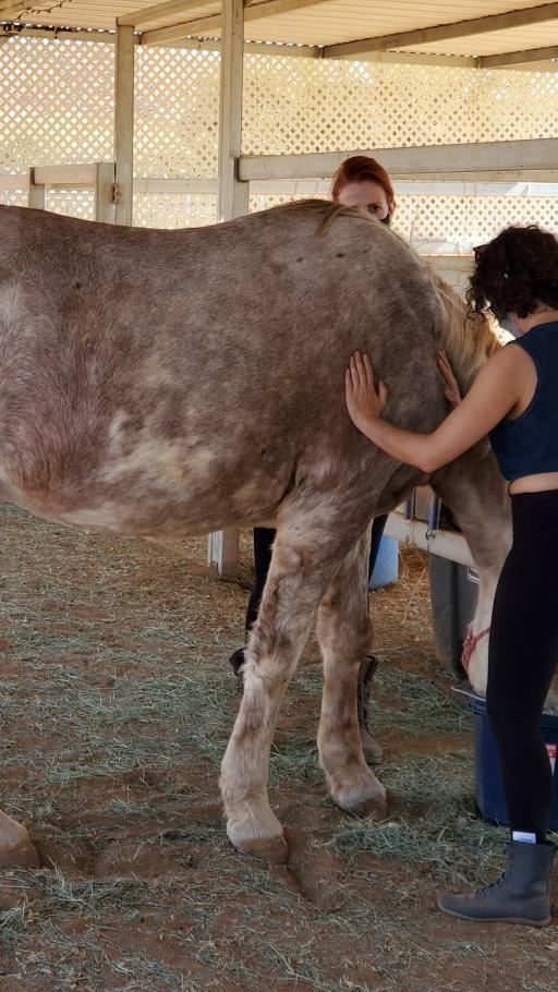 Equine Immersion Therapy