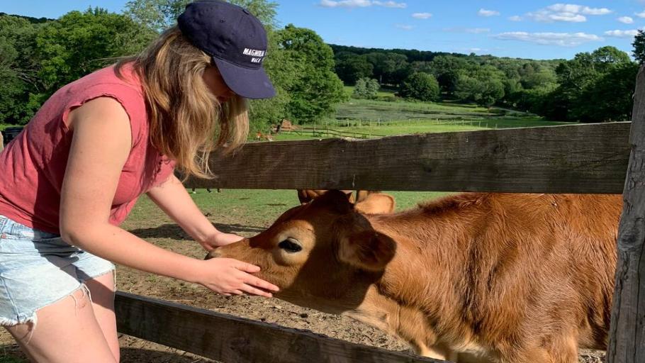 Spend an hour with Valentine, the sweetest Jersey cow