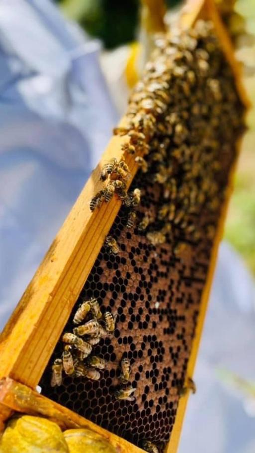 Beekeeping & Honey Tasting