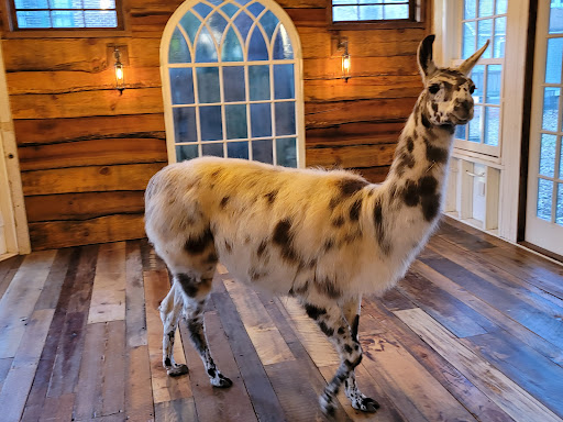 Atlanta Llama Alpaca Experience
