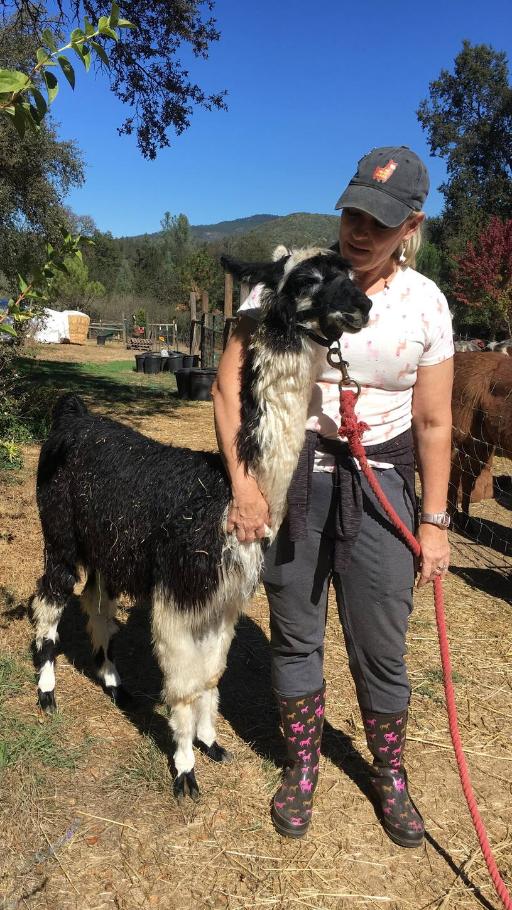 Magical llama walk with dogs, goats & flowers