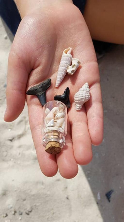 Micro Shelling & Shark Tooth Hunting