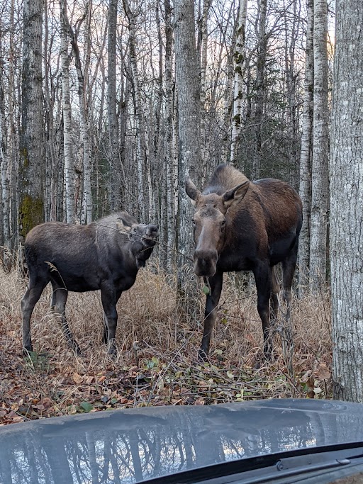 Explore Kincaid Park where the moose hide in plain sight