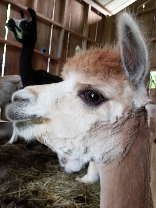 Meet the Alpacas of Rocking Chair Farm