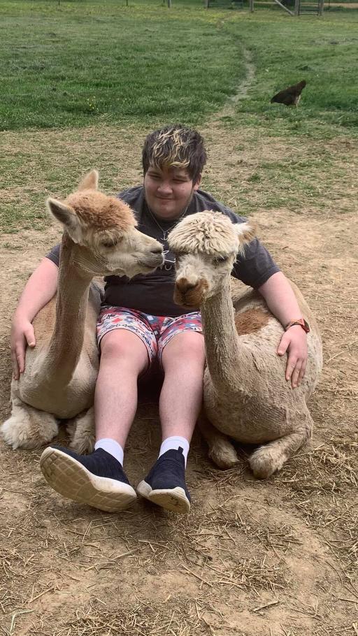 Meet the Alpacas of Rocking Chair Farm