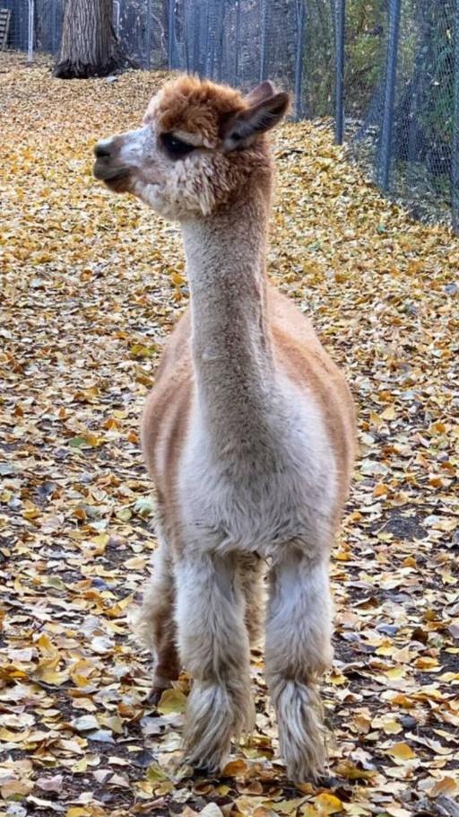 Meet the Alpacas - Utah