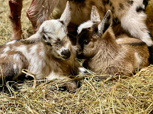 Come Cuddle With Animals On A Local Micro-Farm