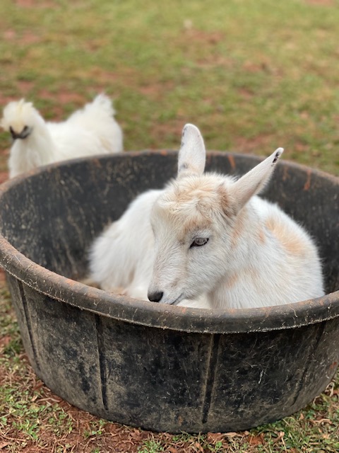 Come Cuddle With Animals On A Local Micro-Farm