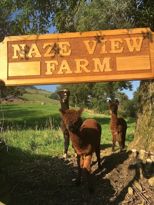 Naze View Farm Alpaca Experience