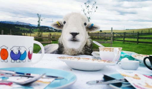 Tea with Naughty Sheep