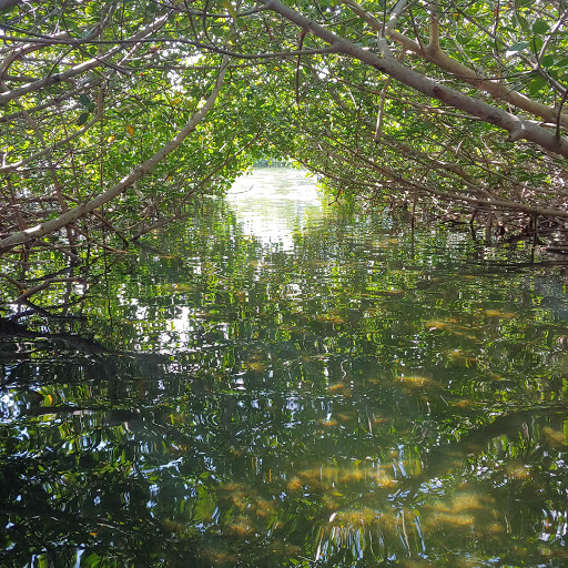 Mangrove Maze Tour