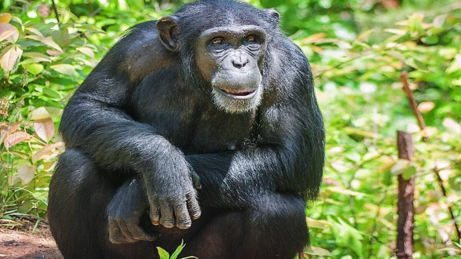 Visit Chimpanzees in the Mountains