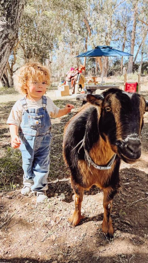 Party with the animals at Bluebird Farm