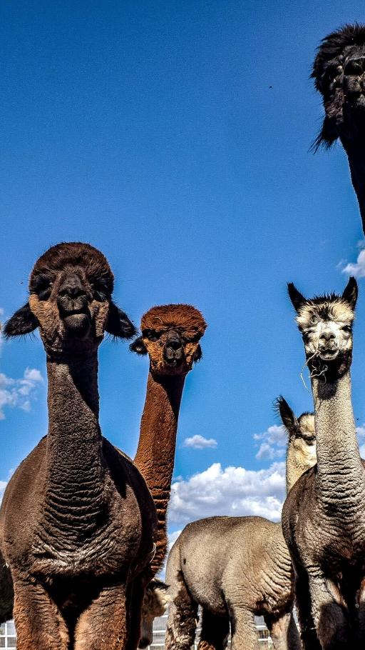 Alpaca tours with hands on experience