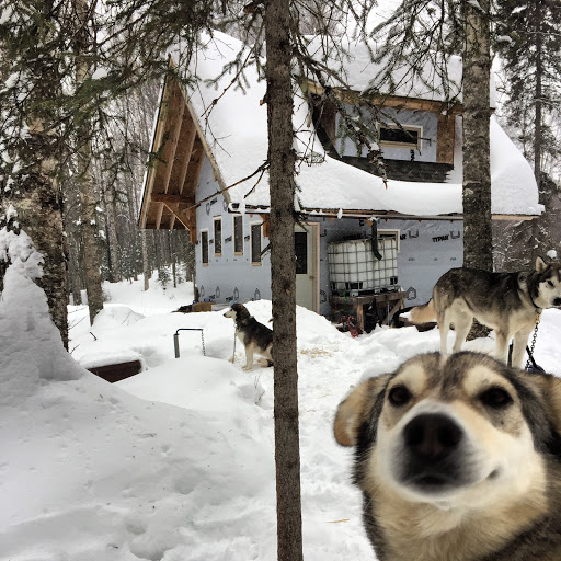 My off-grid homestead life w/ sled dogs