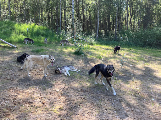 My off-grid homestead life w/ sled dogs