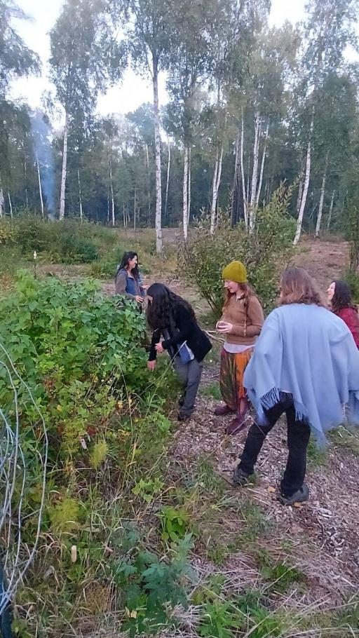 Medicinals and Edibles of the Boreal Forest- A Guided Forage
