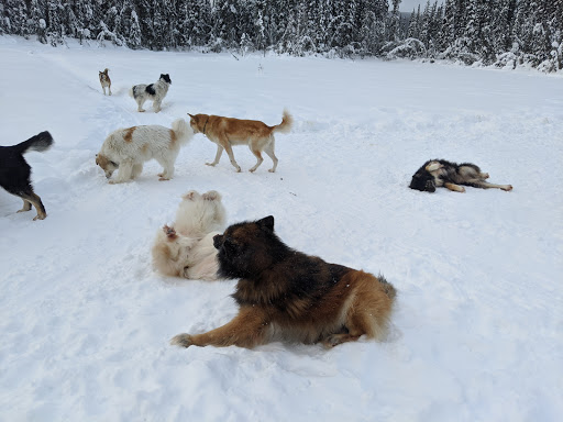 Alaskan Wilderness Dogsled Adventure