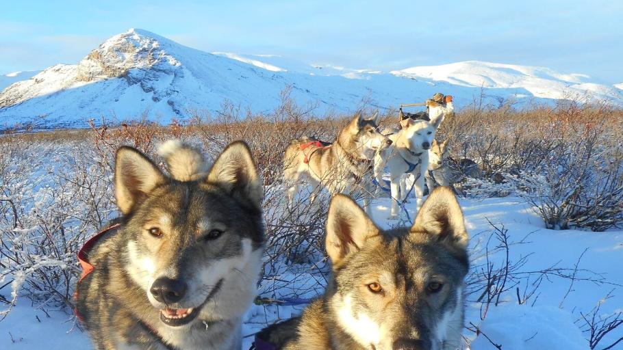 Alaskan Wilderness Dogsled Adventure