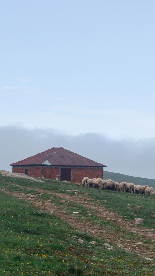 Naze View Farm Alpaca Experience