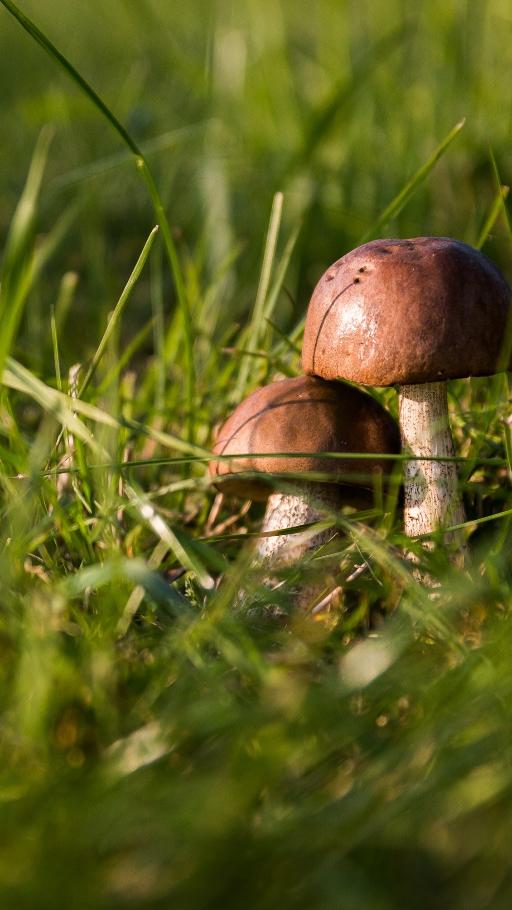 Mushroom Picking