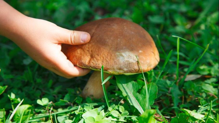 Mushroom Picking