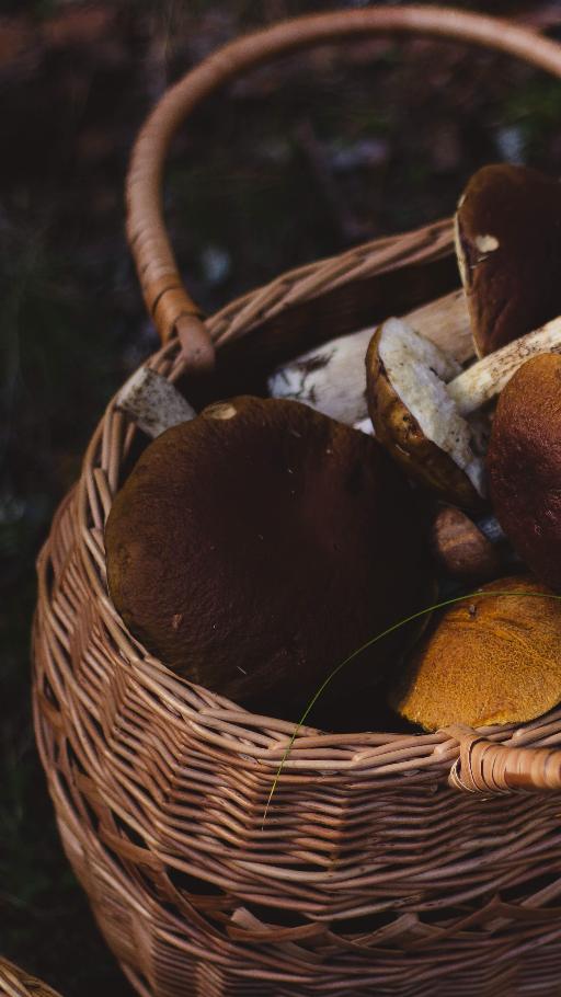 Mushroom Picking