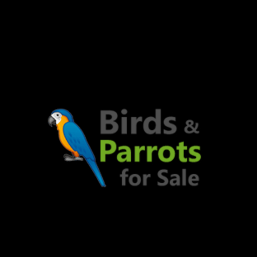 birdsandparrotsforsale